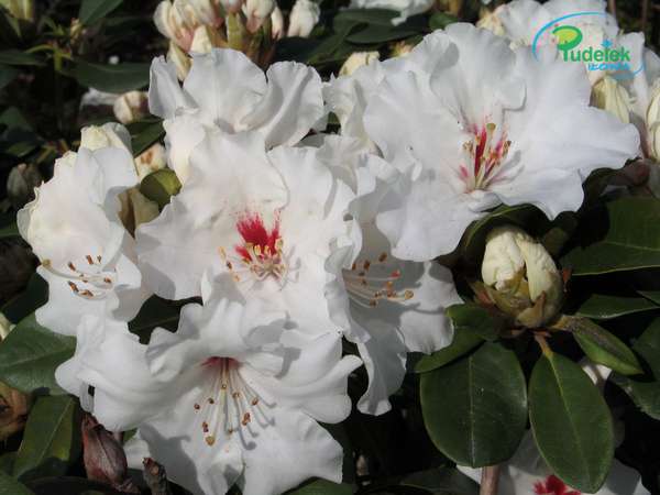 Rhododendron Schneespiegel